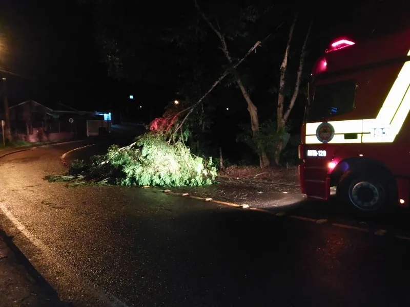Tempestade causa queda de árvores em Videira
