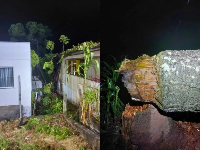 Tempestade causa queda de árvores em Videira