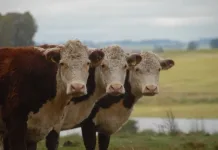 Alerta para o aparecimento de carrapatos no rebanho