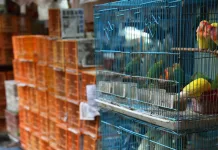 CIDASC suspende eventos com aglomeração de aves