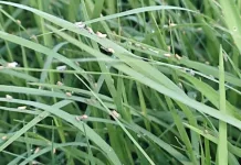 Nova praga é encontrada nas pastagens catarinenses