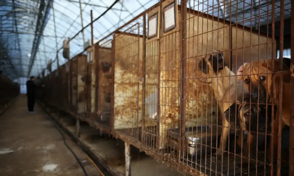 Parlamento da Coreia do Sul aprova lei que proíbe consumo de carne de cachorro