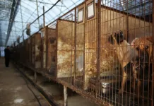 Coreia do Sul aprova lei que proíbe consumo de carne de cachorro