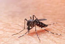 Dengue: Aumento de 105% de casos em SC e vacina em 2024