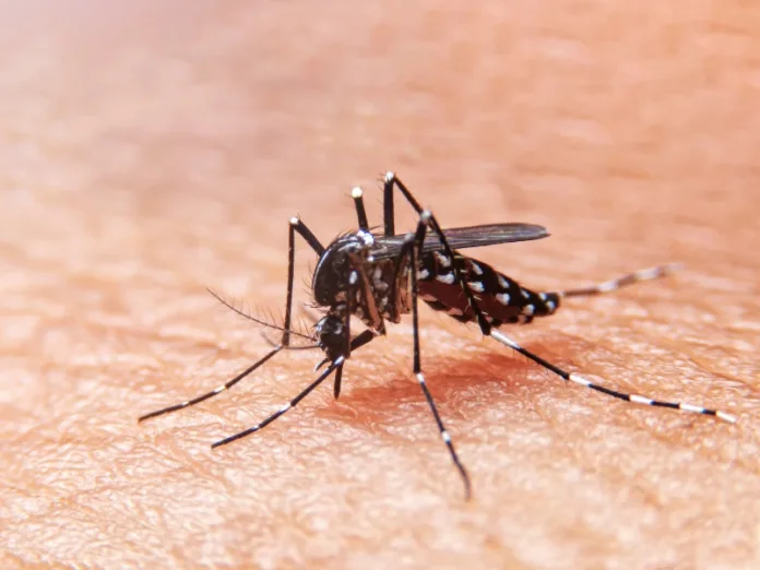 Dengue: Aumento de casos em SC e vacina em 2024