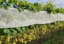 Epagri promove Dia de Campo sobre uvas viníferas resistentes a doenças