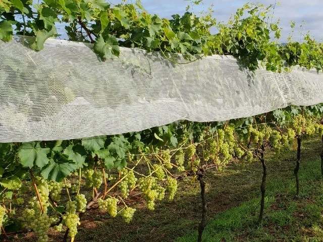 Estação Experimental da Epagri em Videira promove Dia de Campo sobre uvas viníferas resistentes a doenças nesta quarta-feira, 10