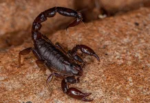 O que fazer se encontrar animais peçonhentos em casa?