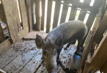 Polícia Ambiental e Cidasc flagram criação de javalis em Calmon