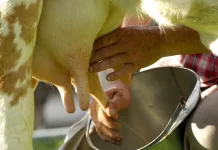 Linha de crédito aos produtores de leite chega a R$ 707 milhões