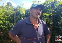 Produção de uva cai 50% em Caçador devido as chuvas