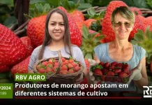 Produtores apostam em diferentes sistemas de cultivo de morango
