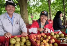 Casal faz sucesso com a barraquinha da pera japonesa