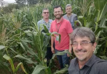 Milhos VPA da Epagri ganham espaço nas lavouras brasileiras