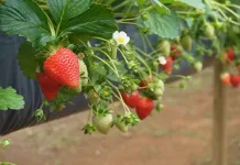 Uso indevido de agrotóxicos em morangos entra na mira do MPSC