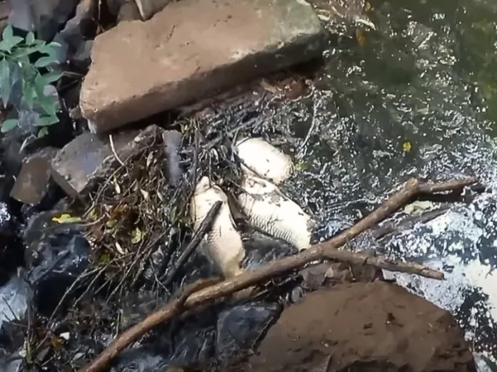 População alerta sobre morte de peixes no Rio das Pedras