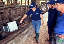 Pecuarista de Videira dobra produção de leite em pouco tempo