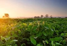 Ferrugem volta a atacar lavouras do Sul