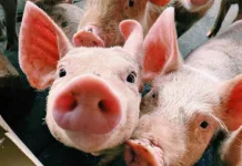 Líderes fecham acordo para manter o preço do suíno estável