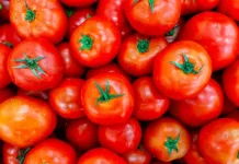 Circuito Técnico debate a produção de tomate com porta-enxertos