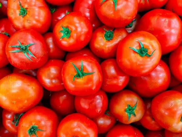 Circuito Técnico debate a produção de tomate com porta-enxertos