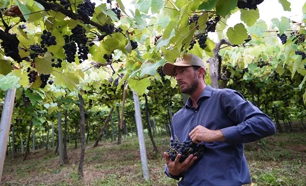 Produção de uva cai 50% em Caçador devido as chuvas