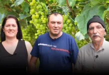 Casal cultiva 45 variedades de uva no quintal de casa