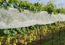 Epagri libera novas variedades de uva para produção de vinho fino