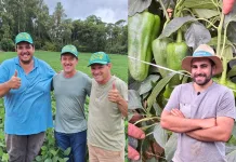 Fertilizante foliar aumenta a produção de soja e pimentão