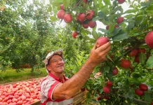 Safra nacional da maçã é aberta em São Joaquim