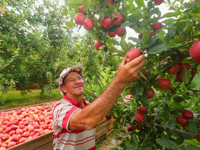 Safra nacional da maçã é aberta em São Joaquim