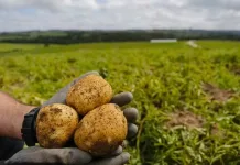 SC entre os maiores produtores de batata do Brasil