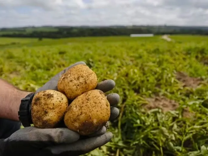 SC entre os maiores produtores de batata do Brasil
