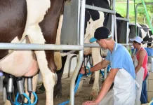 Boletim Agro de Fevereiro traz altas nos preços e queda na safra