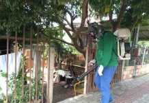 Santa Catarina é o 7º estado com mais casos de dengue