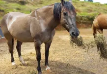 PM de Caçador lamenta a perda da égua Lobuna