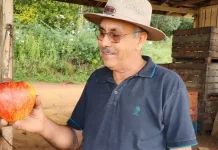 Produtor colhe maçã gigante em Santa Catarina