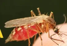 Cidade do Meio-Oeste de SC confirma caso de malária