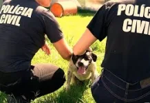 Homem é indiciado por maus tratos a animais em Caçador