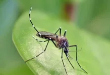 Santa Catarina registra primeiros óbitos por chikungunya em 2025