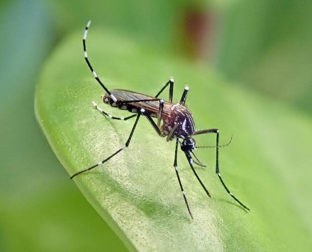 Canoinhas registra caso de chikungunya e seis de dengue