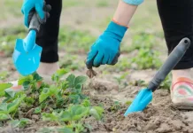 O que é Pronaf, para que serve e quem tem direito ao crédito?