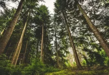 Dados mostram potencial econômico das áreas de reflorestamento