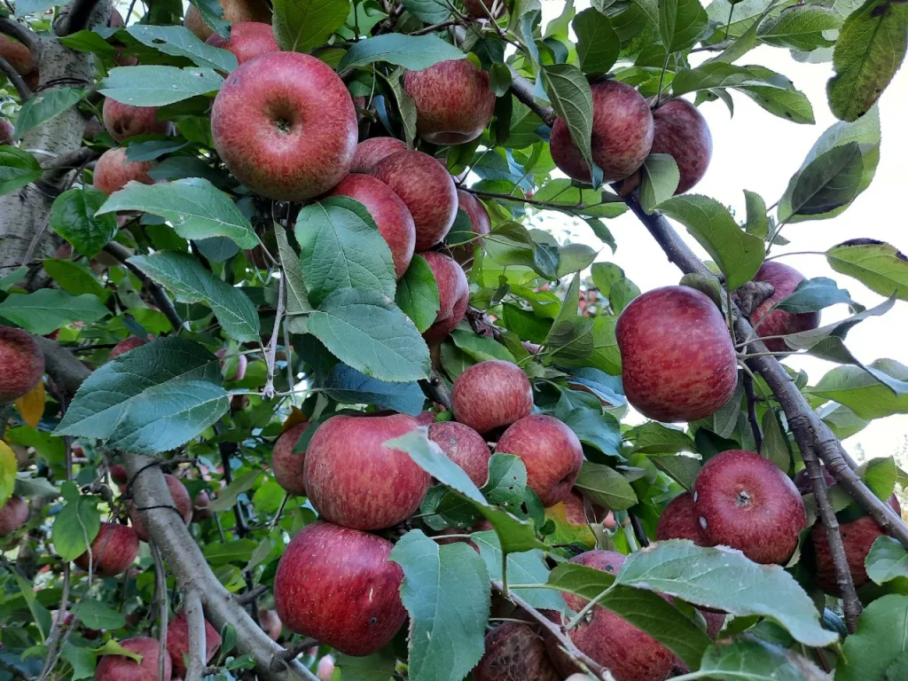 Santa Catarina é destaque na qualidade e sanidade das macieiras