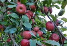 Santa Catarina é destaque na qualidade e sanidade das macieiras