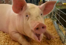 Alta no mercado de suínos em Santa Catarina