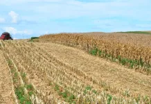 Estiagem em Campos Novos causa prejuízos de R$ 44 milhões à agricultura