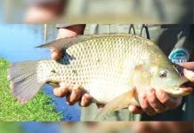 Melhoramento genético impulsiona produção de tilápia em SC