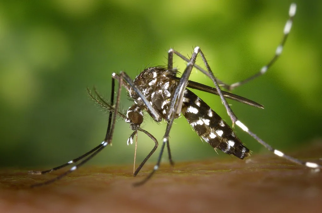 Infestação por Aedes aegypti atinge 59% das cidades de SC