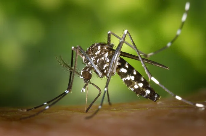 Treze Tílias em alerta com 14 focos do mosquito da dengue